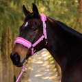 Blue Steel Comfort Halter with Lead