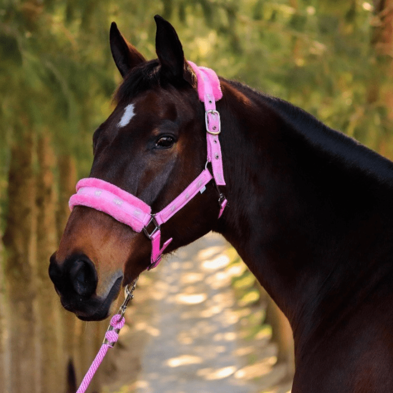 Blue Steel Comfort Halter with Lead