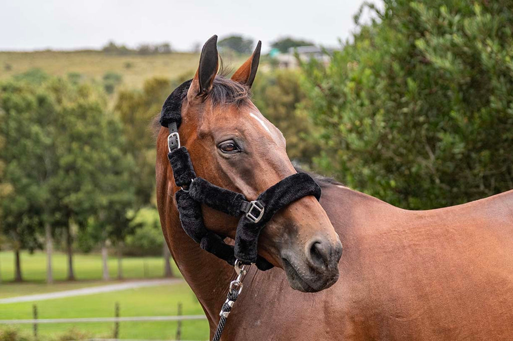 Blue Steel Fluffy Halter with Lead