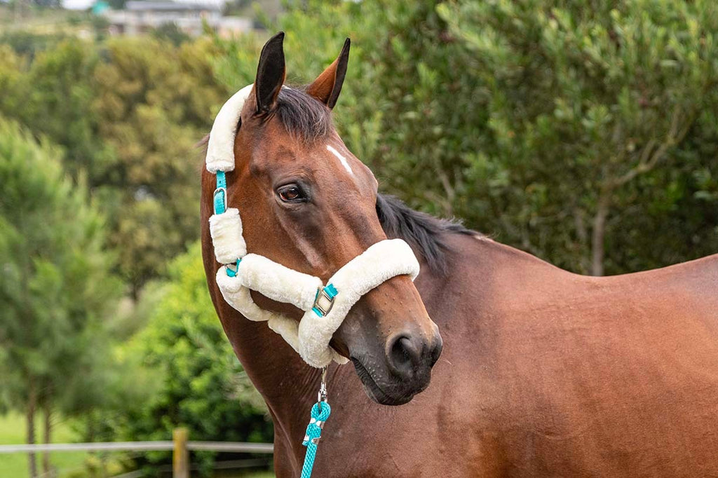 Blue Steel Fluffy Halter with Lead