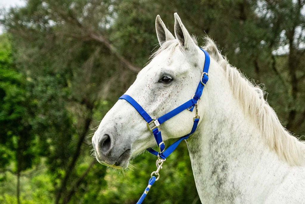 Blue Steel Padded Halter with Lead