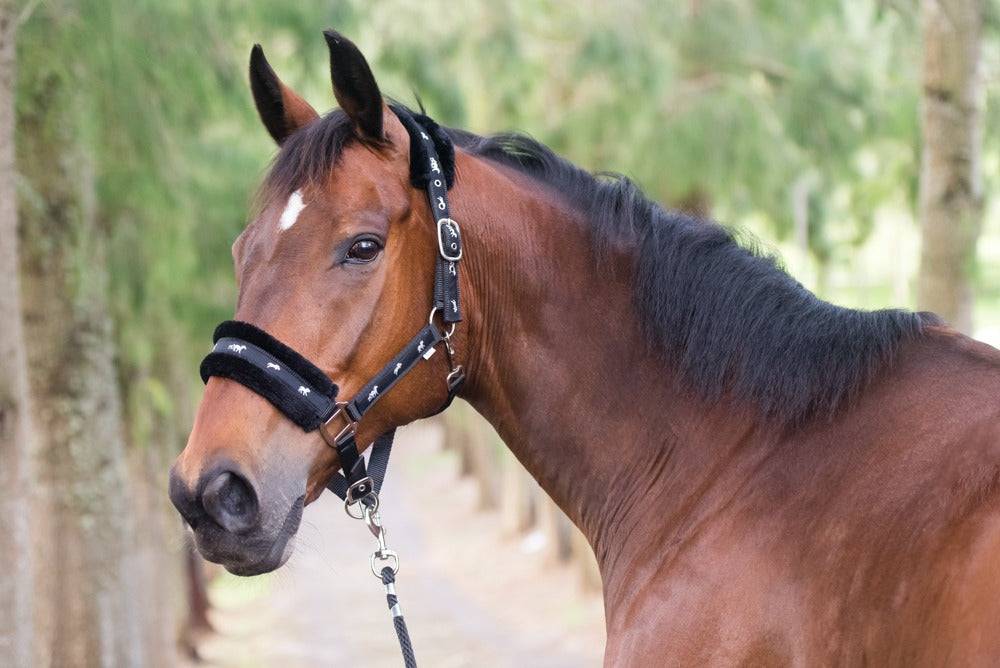 Blue Steel Comfort Halter with Lead