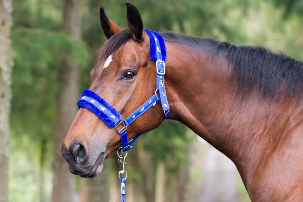 Blue Steel Comfort Halter with Lead