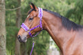 Blue Steel Comfort Halter with Lead