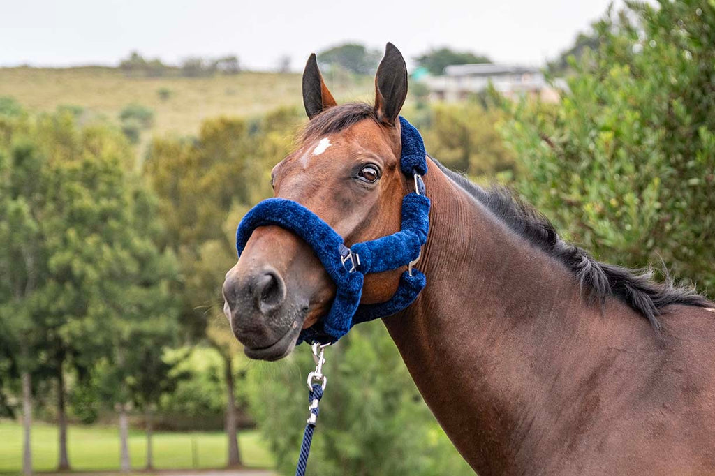 Blue Steel Fluffy Halter with Lead