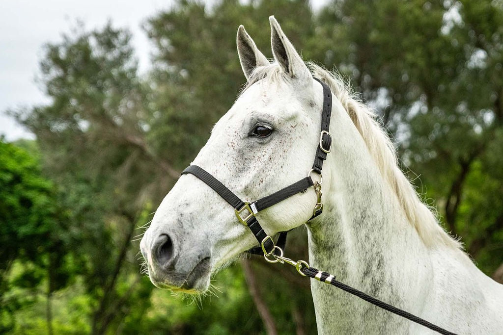 Blue Steel Padded Halter with Lead