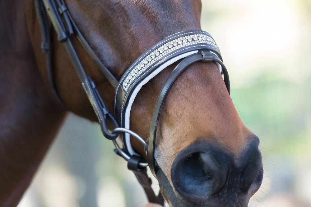 Blue Steel Diamante Bridle - COB